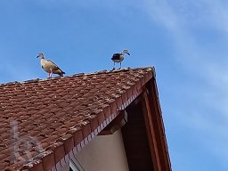 | Einhausen | Drumrum | Gaense-auf-dem Dach